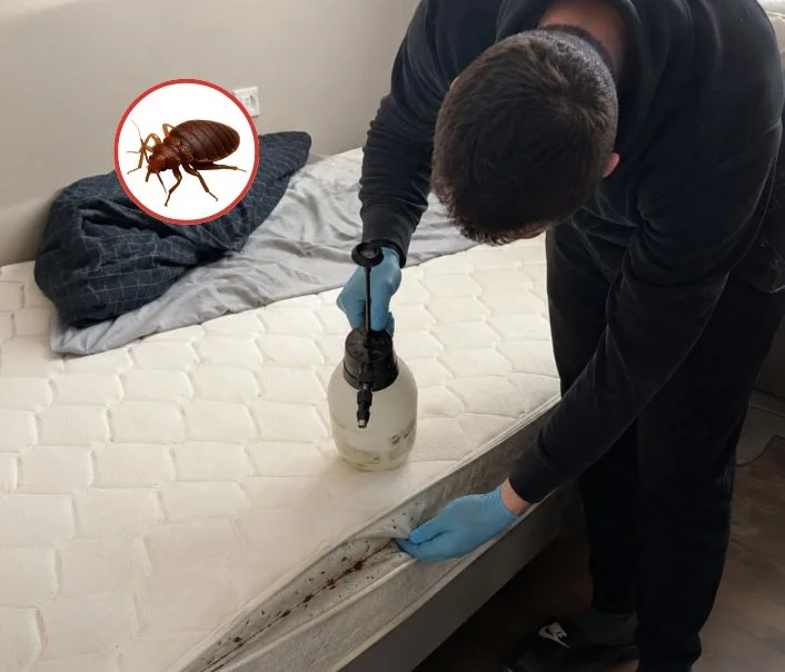 Technicien traitant un matelas contre les punaises de lit à Puiseux-en-France